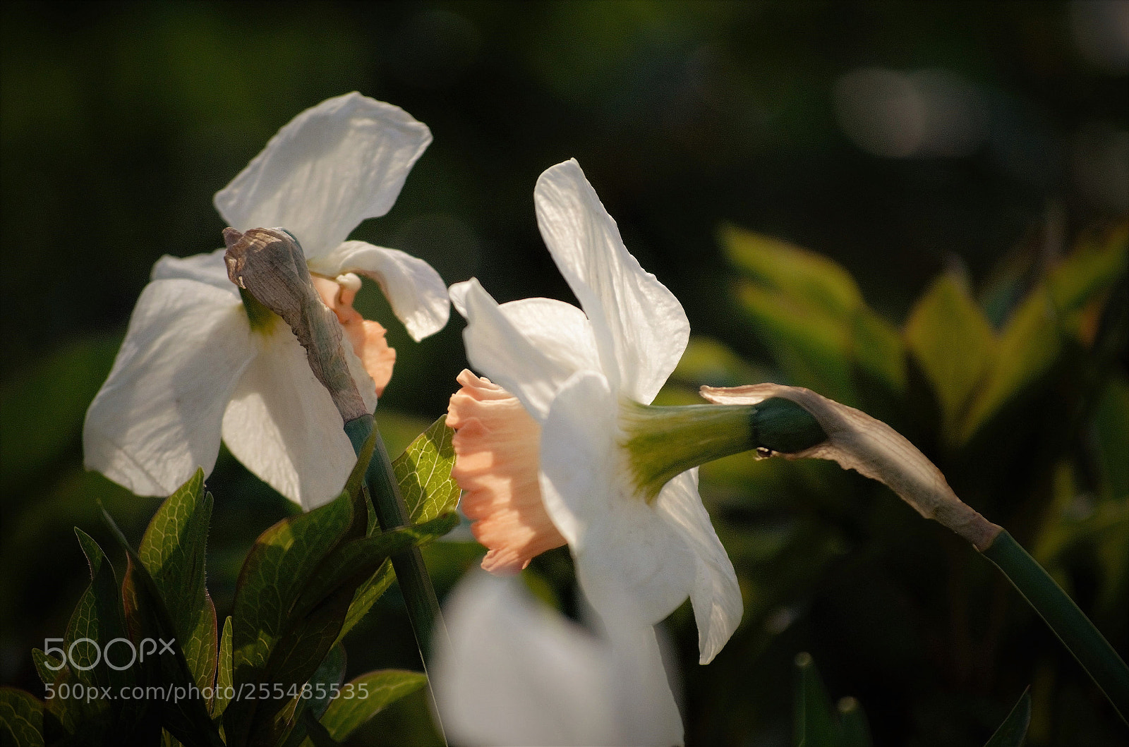 Nikon D5100 sample photo. Enlighted flowers photography