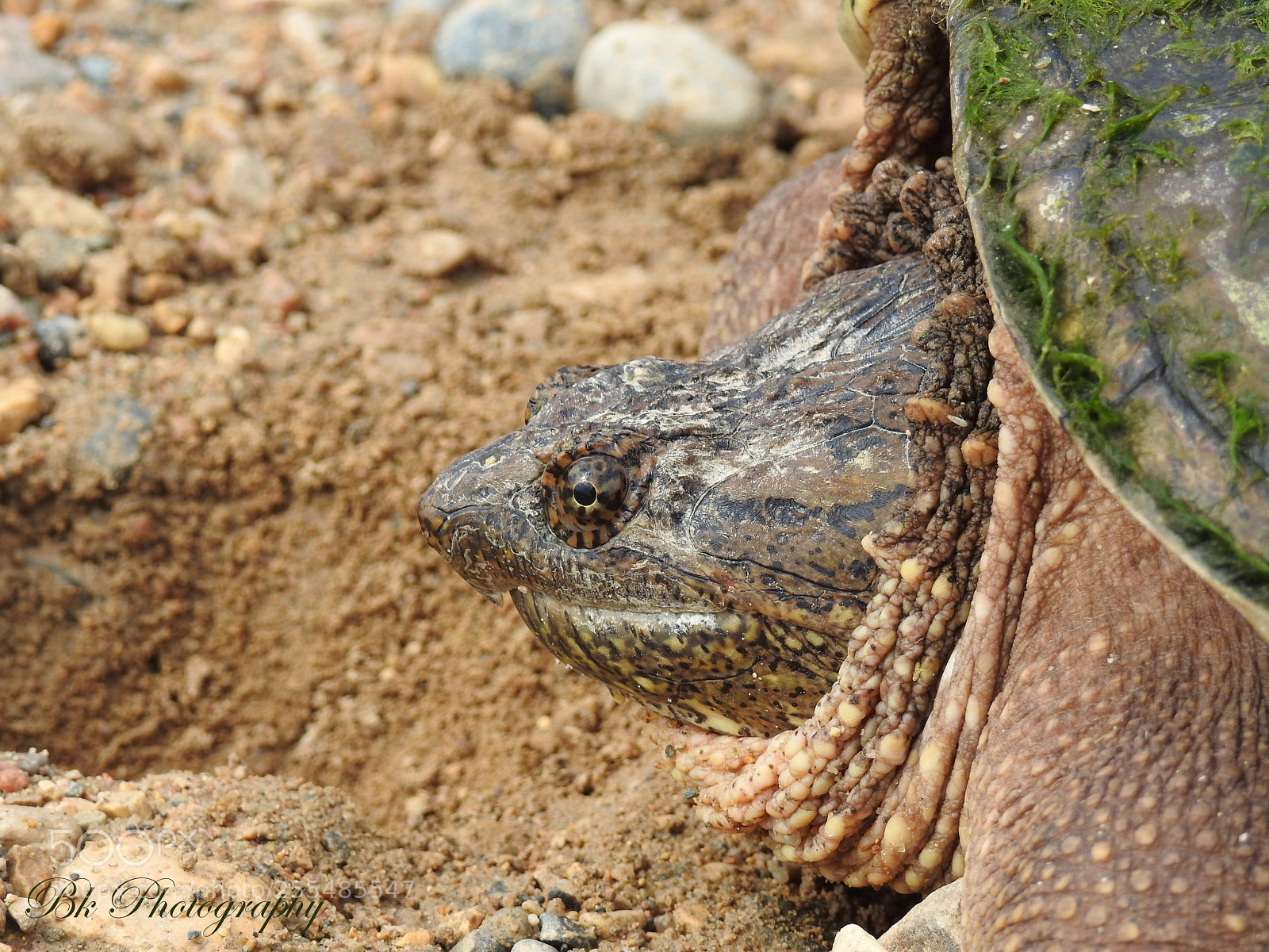 Nikon Coolpix P900 sample photo. Turtle photography