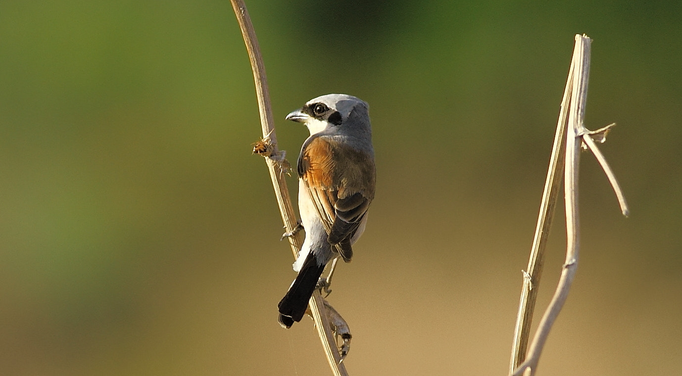 Canon EOS 7D + Canon EF 400mm F5.6L USM sample photo. Lanius isabellinus » isabelline shrike,(turkish,kızılkuyruklu Örümcekkuşu) photography