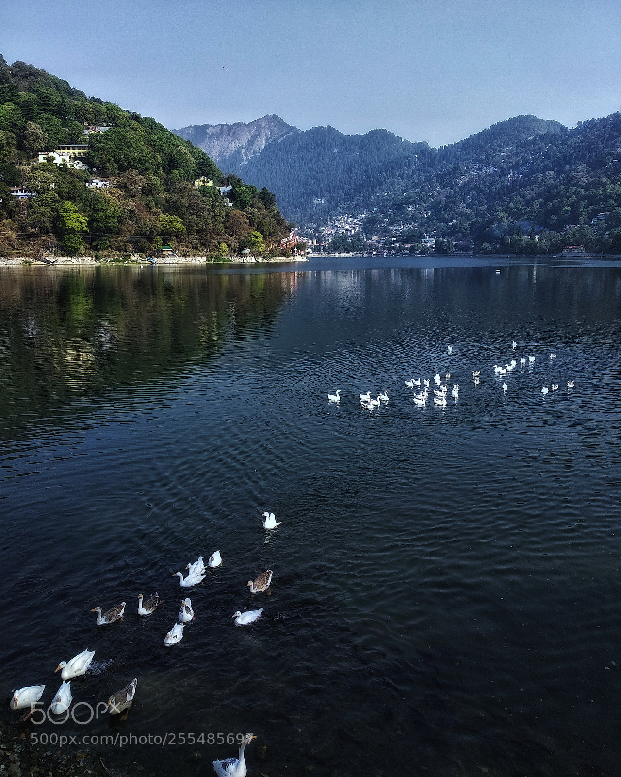 Xiaomi Redmi Note 5 sample photo. Ducks photography