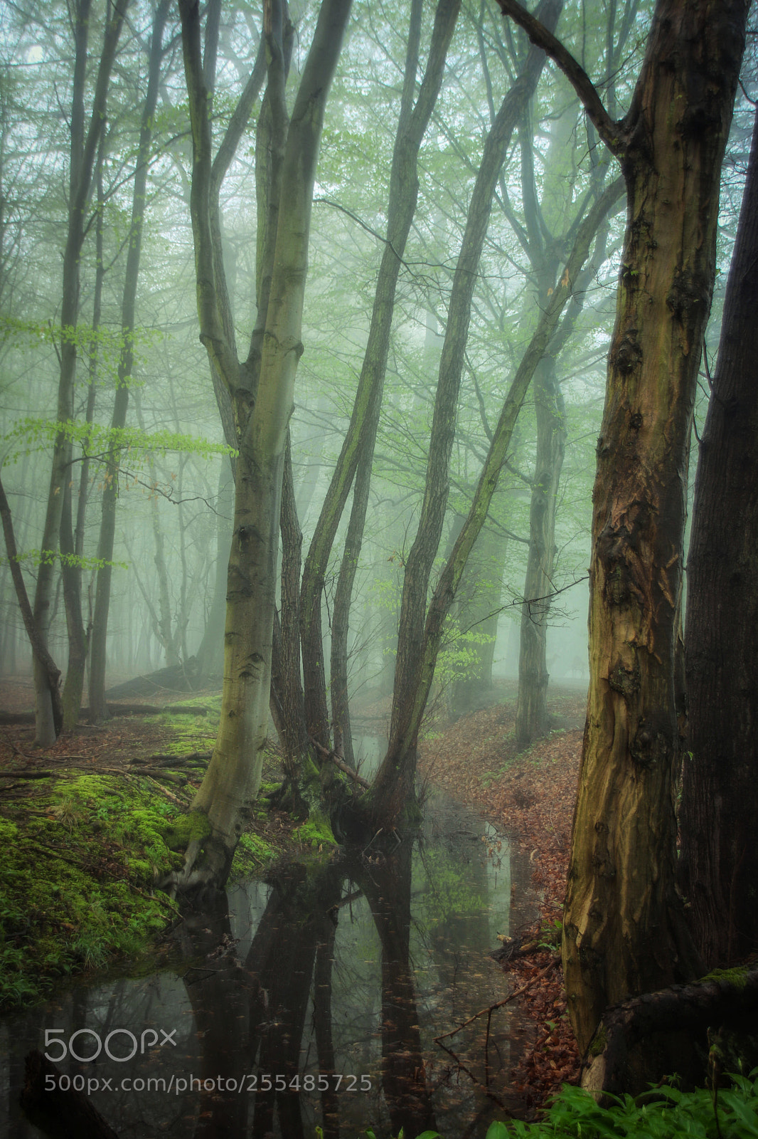 Canon EOS 750D (EOS Rebel T6i / EOS Kiss X8i) sample photo. Hidden place photography