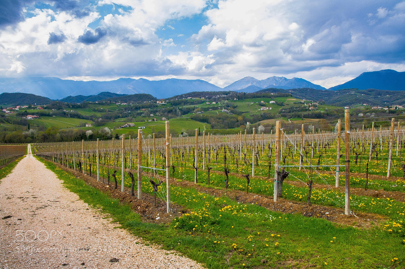 Canon EOS 760D (EOS Rebel T6s / EOS 8000D) sample photo. Wine fields in conegliano photography