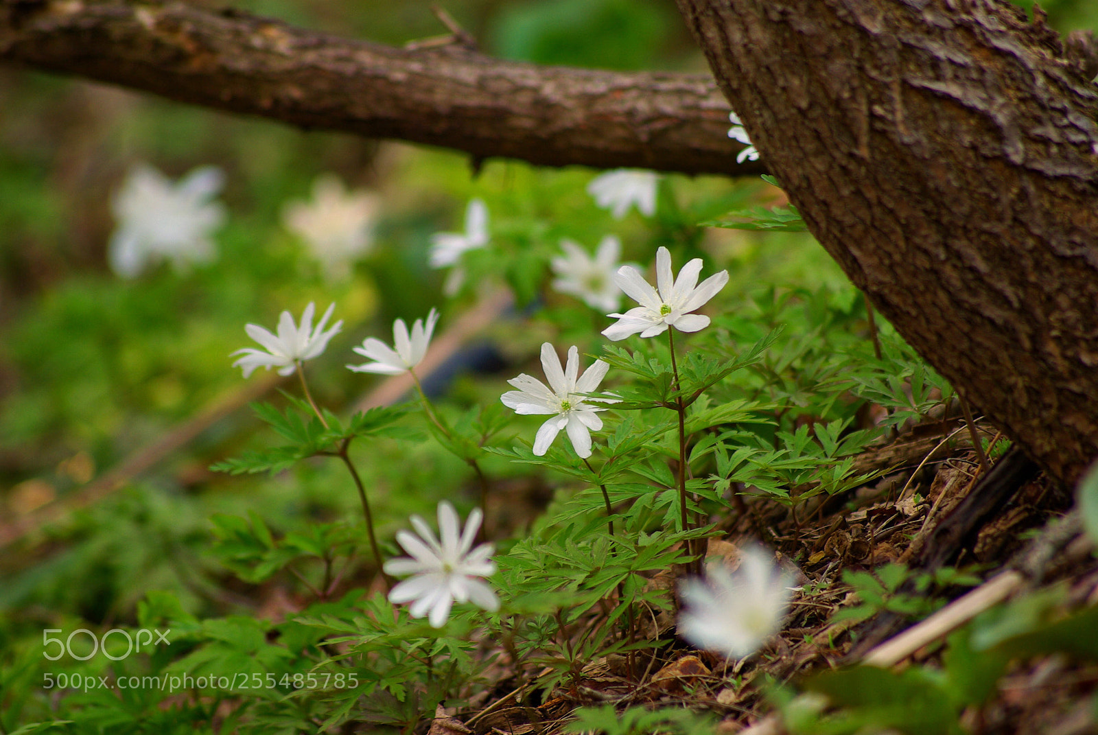 Pentax K10D sample photo. Spring forest photography