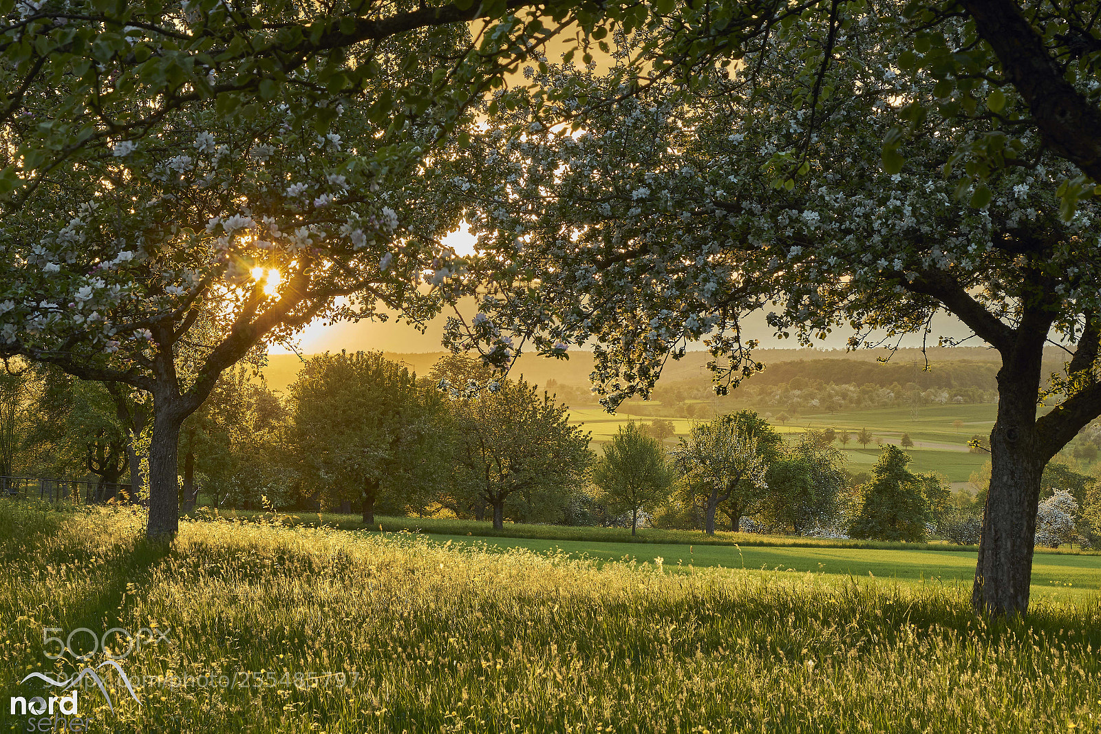 Sony ILCA-77M2 sample photo. Pliezhausen im wonnemonat april photography