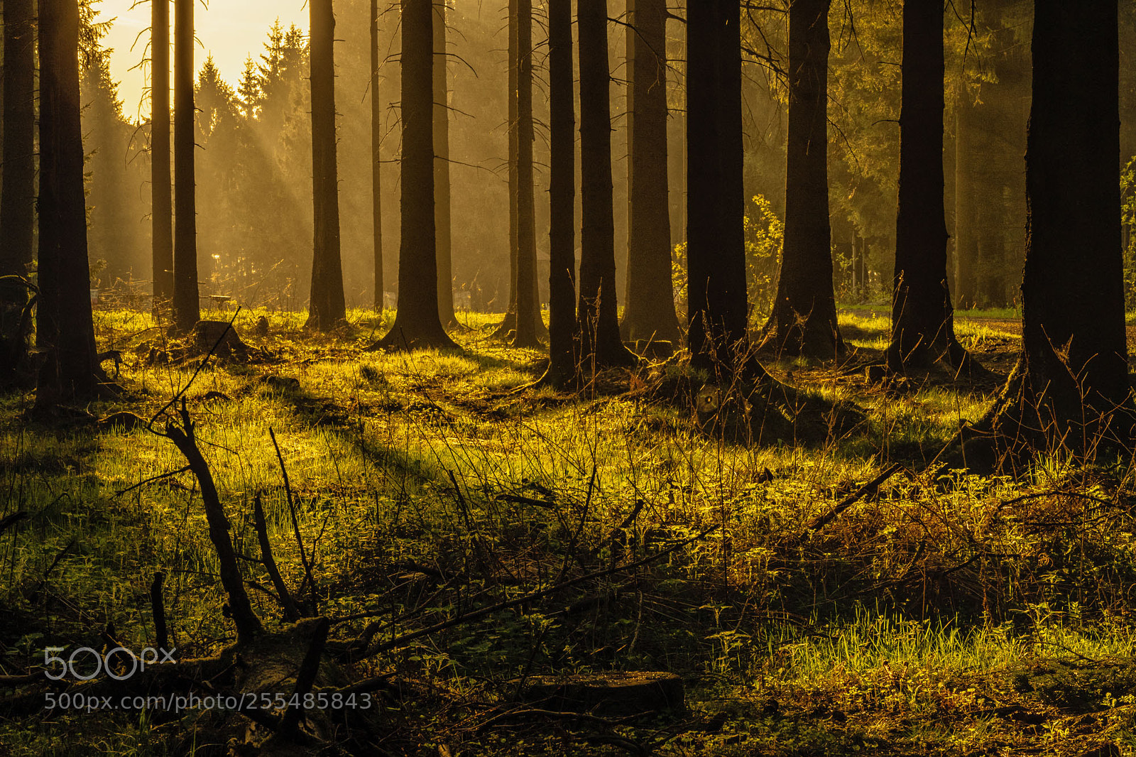 Pentax K-S2 sample photo. Forest series #19 photography