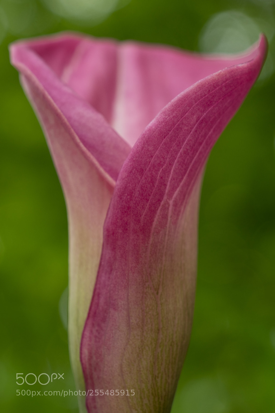 Fujifilm X-T2 sample photo. Calla photography