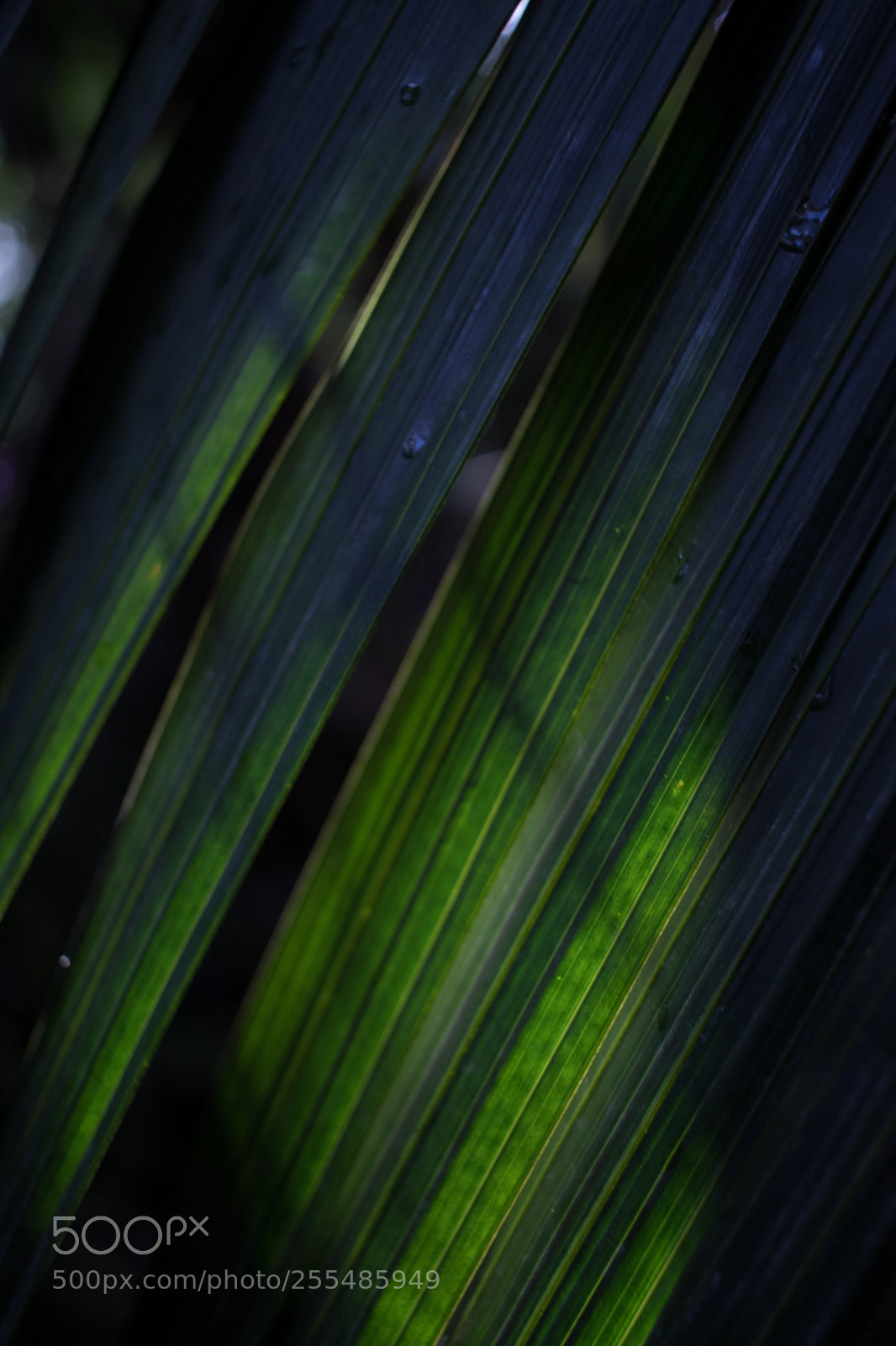 Canon EOS 80D sample photo. Palm leave in the photography
