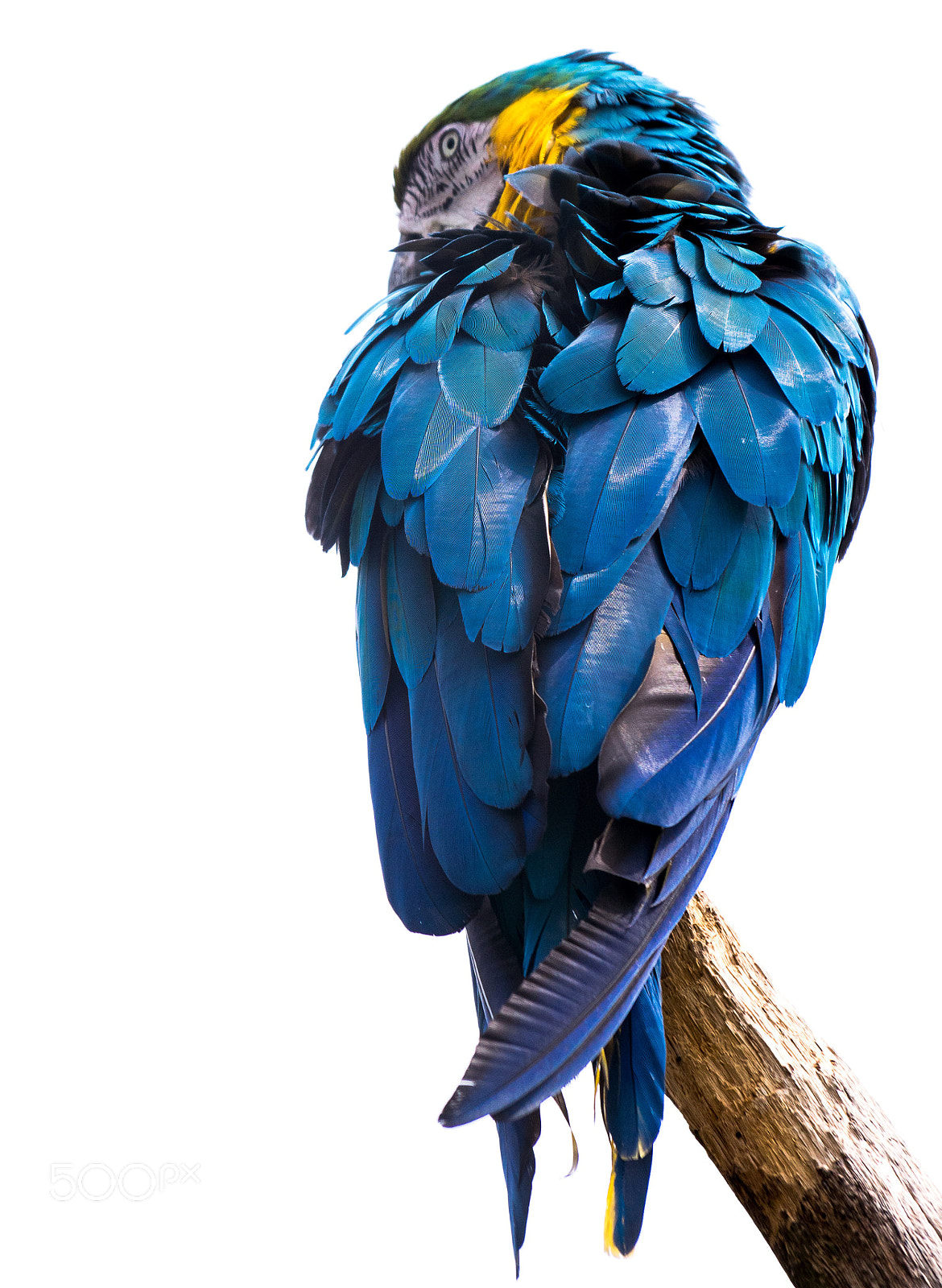 Sony ILCA-77M2 sample photo. Blue ara photography