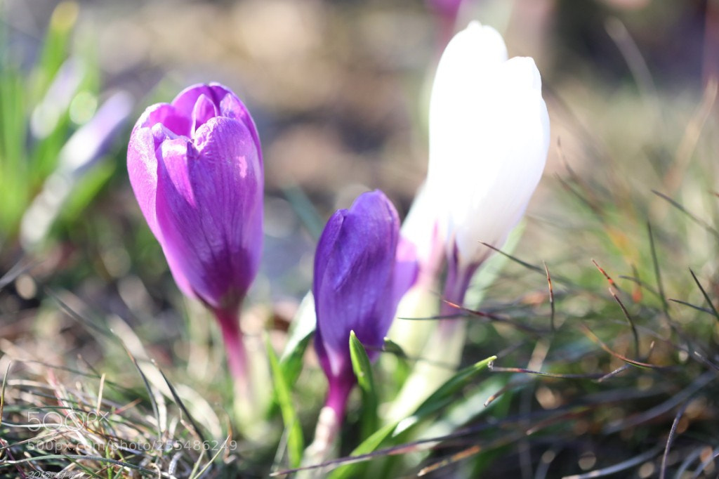 Canon EOS 5D Mark IV sample photo. Untitled photography