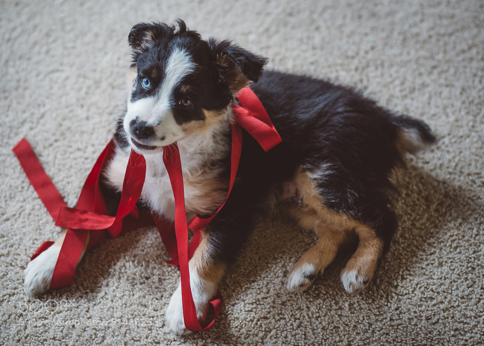 Canon EOS 6D sample photo. Roscoe and the ribbon photography