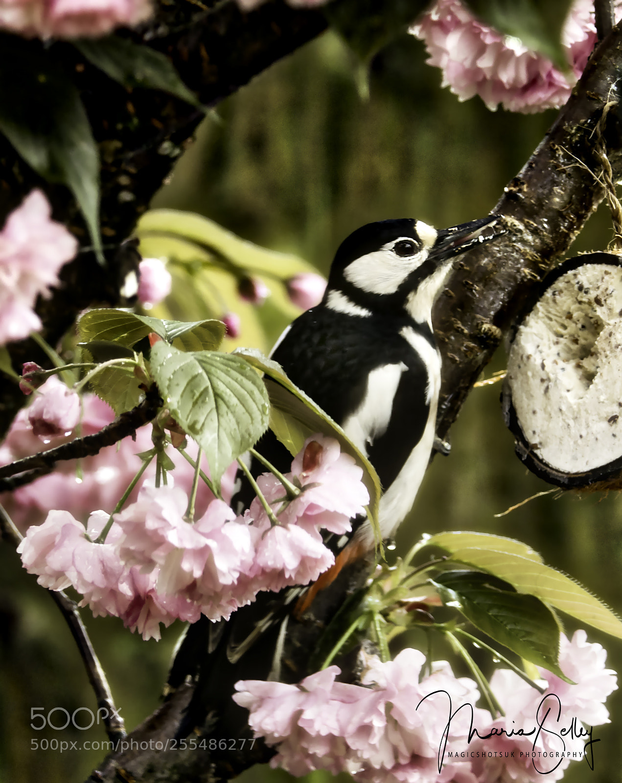 Olympus OM-D E-M1 Mark II sample photo. Woodpecker photography