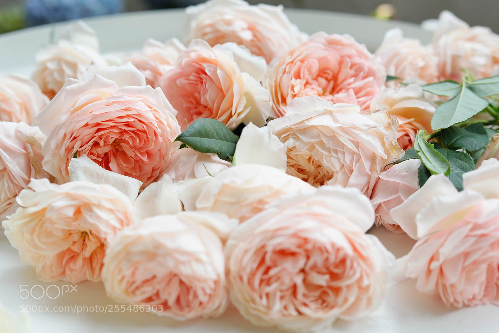 Canon EOS 5D Mark IV sample photo. Untitled photography