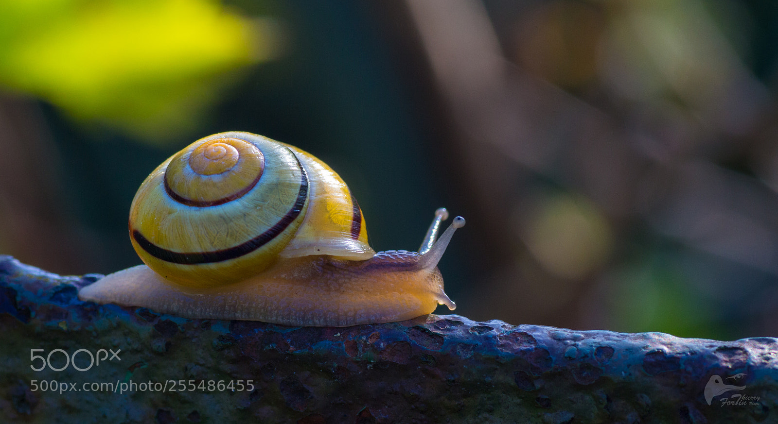 Canon EOS 700D (EOS Rebel T5i / EOS Kiss X7i) sample photo. Escargot photography