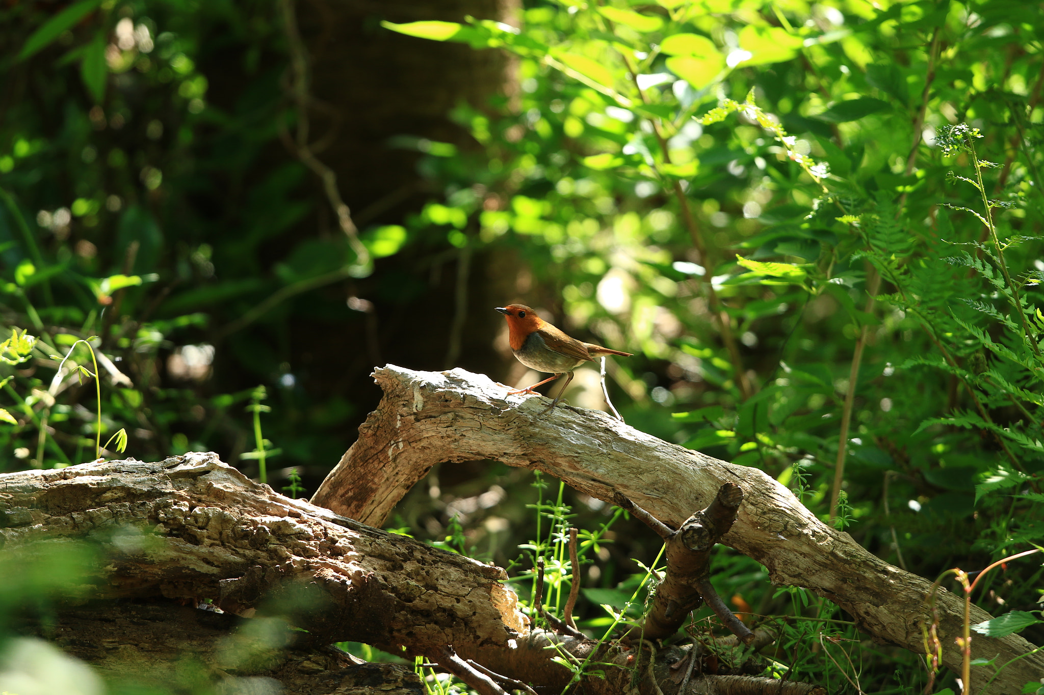 Canon EF 400mm F2.8L IS USM sample photo. コマドリ  japanese robin photography