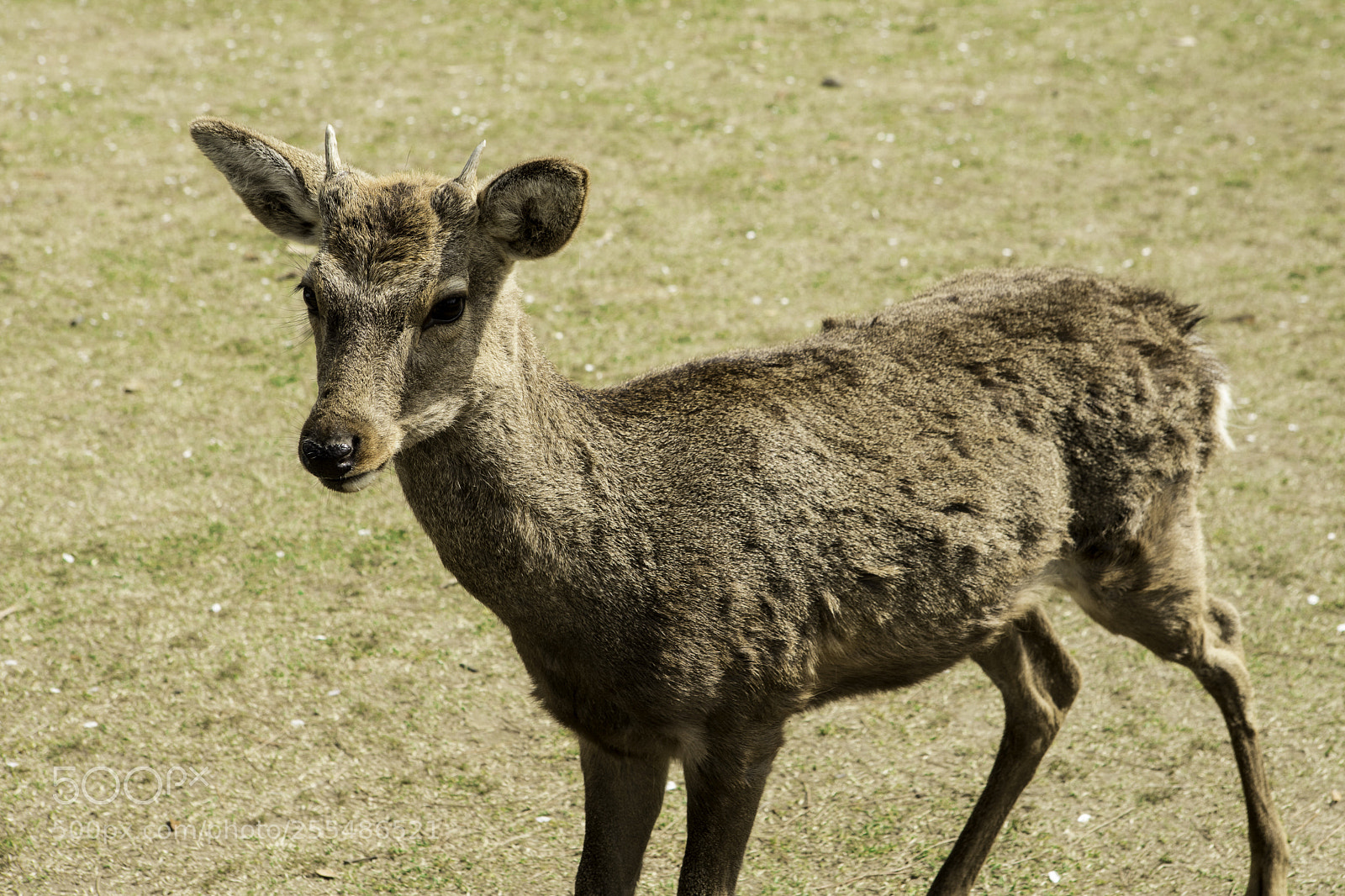 Canon EOS 6D Mark II sample photo. Young dear in nara photography
