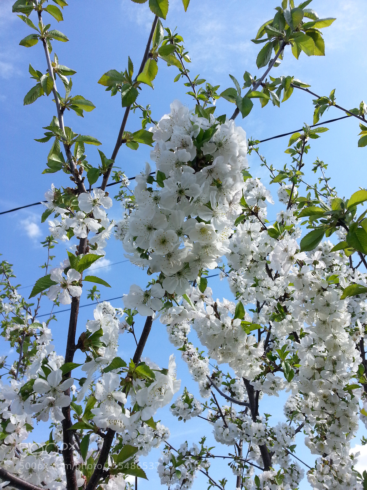 Samsung Galaxy S3 sample photo. Untitled photography