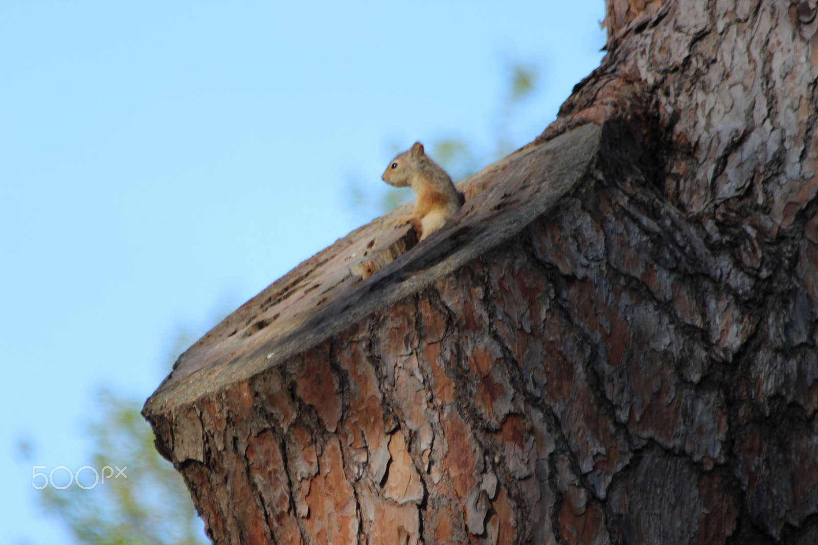 Canon EF 70-300mm F4-5.6 IS USM sample photo. Watchful photography