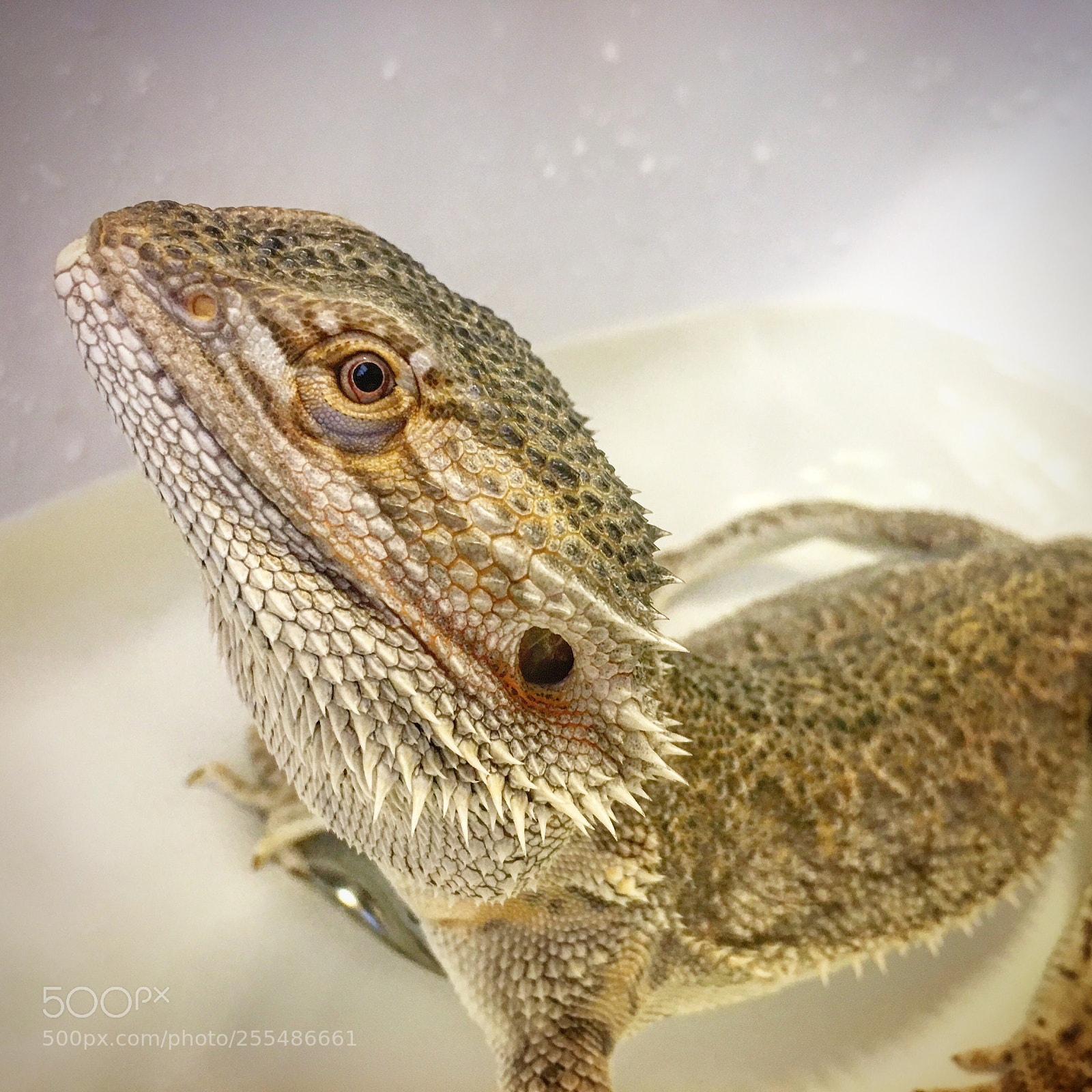 Apple iPhone 6s sample photo. Someone loves bath time  photography