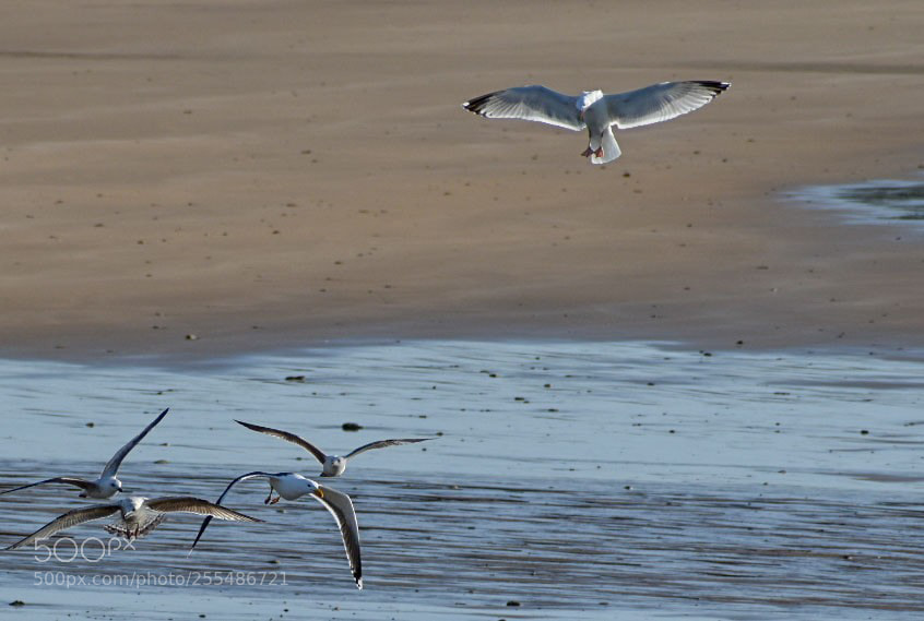 Nikon D5600 sample photo. Seagull control photography