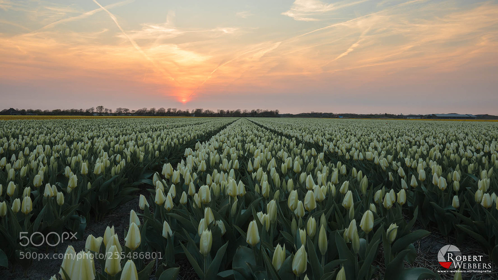 Canon EOS 7D Mark II sample photo. Tulipfield at sunset. photography