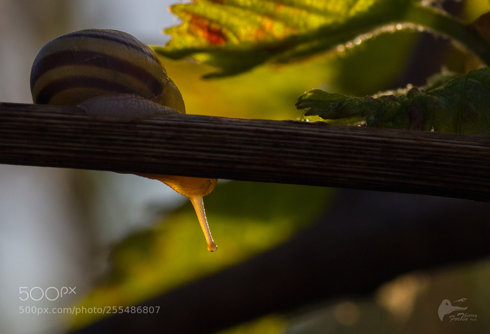 Canon EOS 700D (EOS Rebel T5i / EOS Kiss X7i) sample photo. Escargot 2 photography