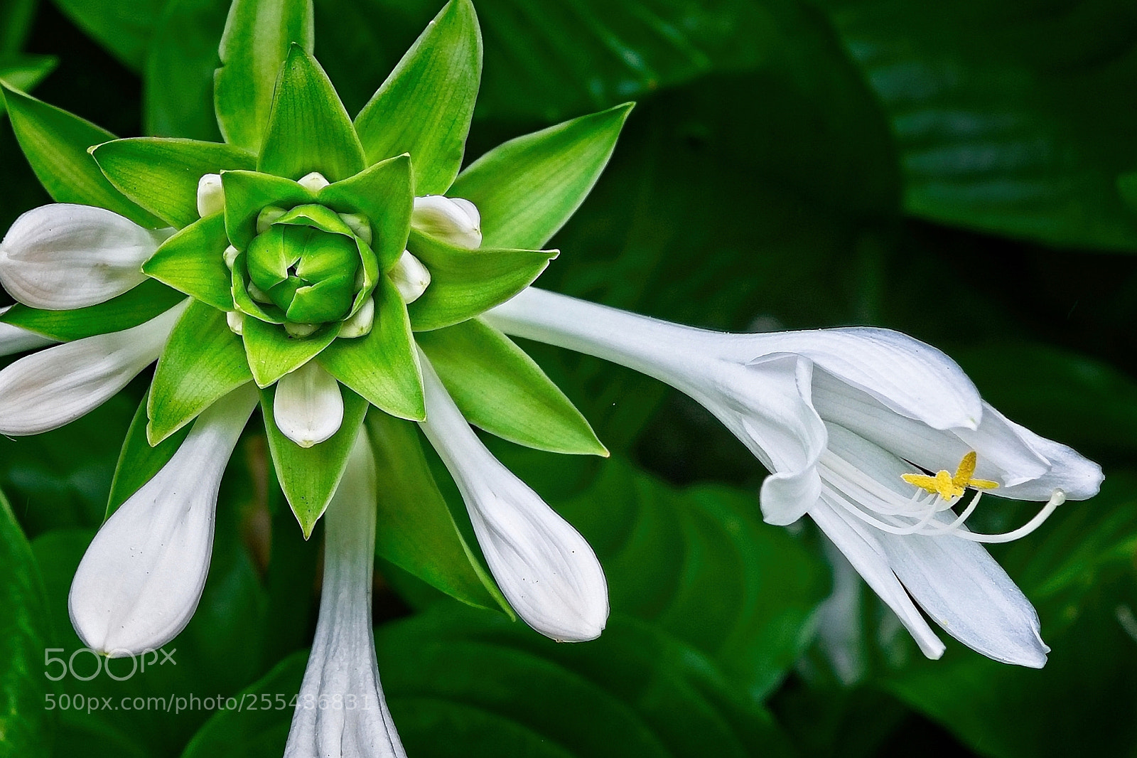 Nikon D5300 sample photo. August lily (hosta grandiflora) photography