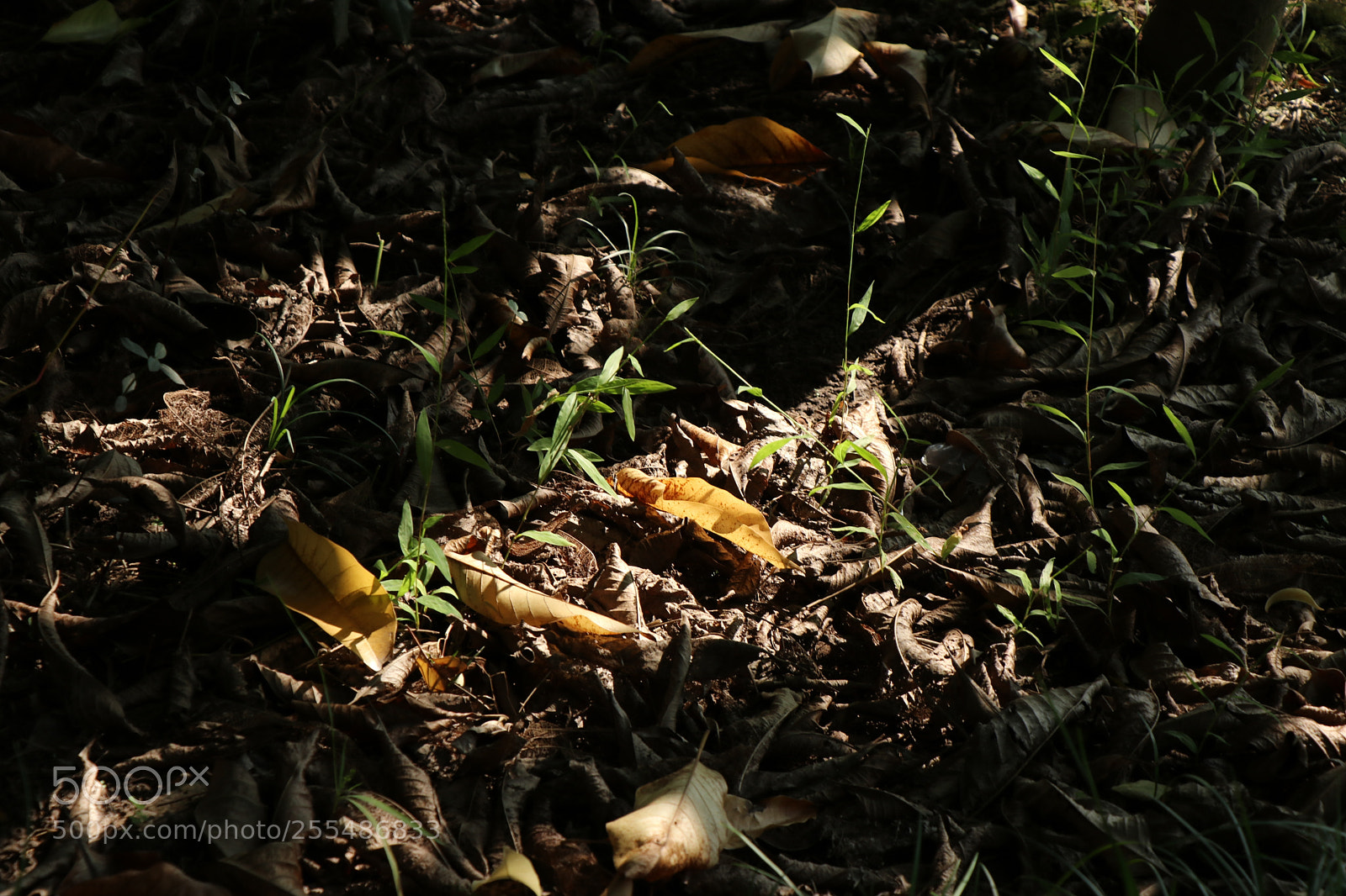 Canon EOS 80D sample photo. Untitled photography