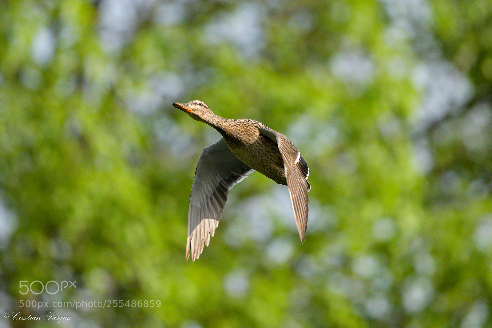 Nikon D500 sample photo. Mallard in flight photography
