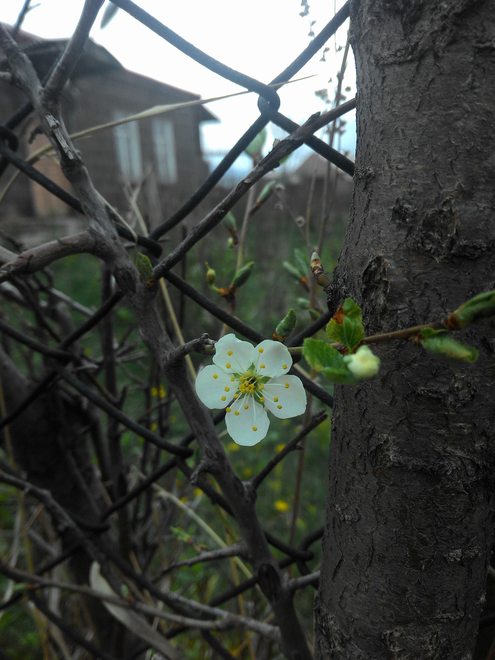 ASUS Z002 sample photo. Plum flower) photography