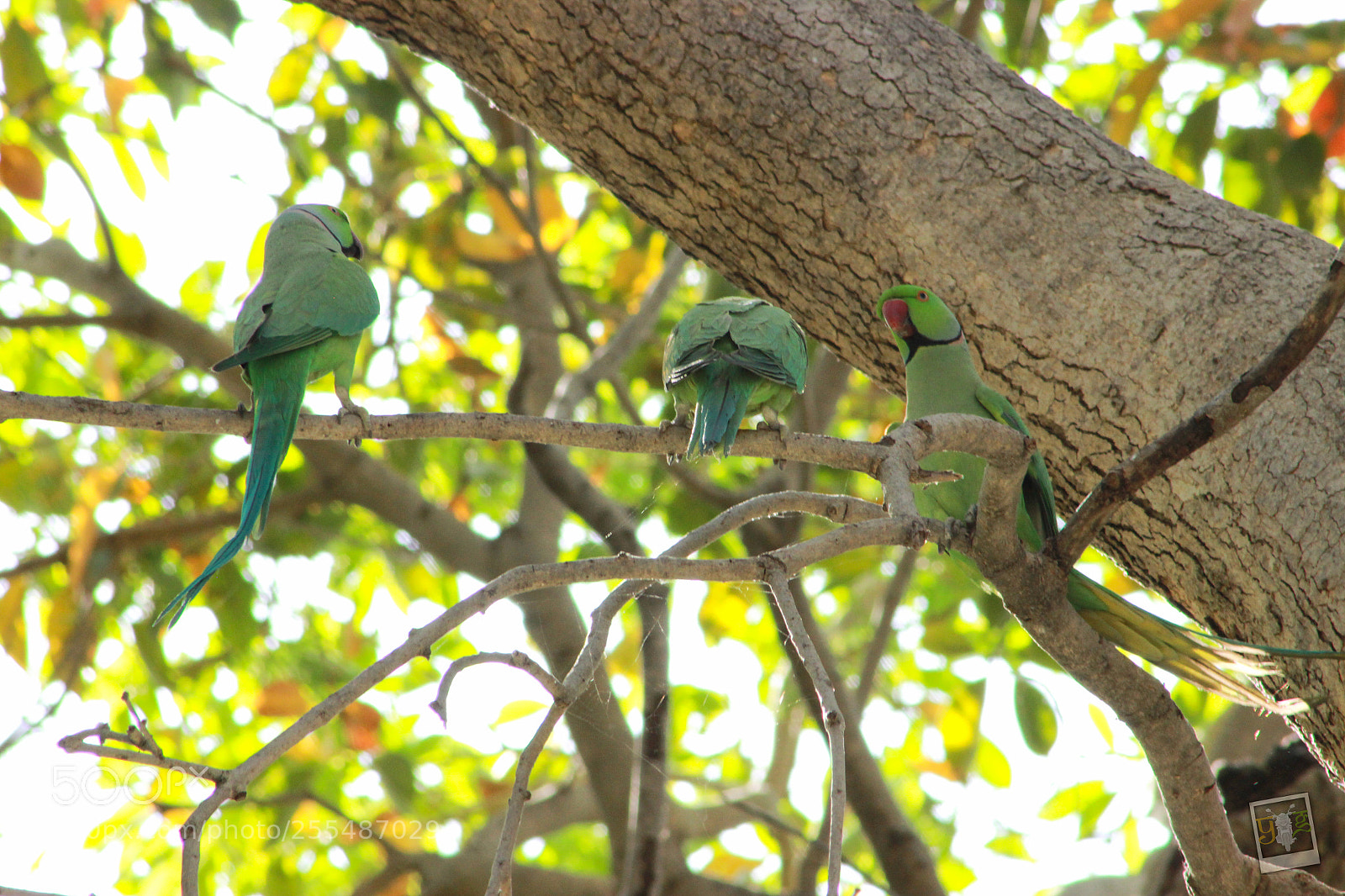 Canon EOS 600D (Rebel EOS T3i / EOS Kiss X5) sample photo. Three musketeers photography
