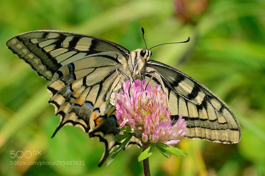 Olympus E-520 (EVOLT E-520) sample photo. Machaon (papilio machaon) photography