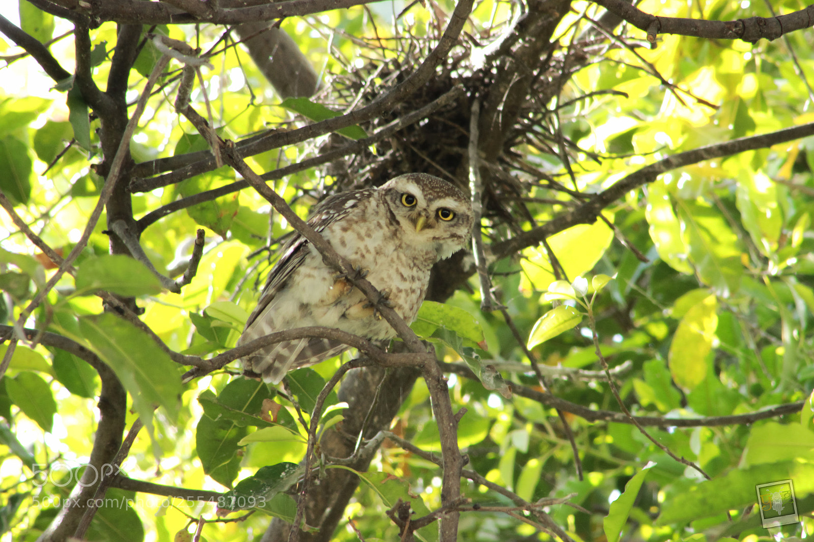 Canon EOS 600D (Rebel EOS T3i / EOS Kiss X5) sample photo. Indian owl photography