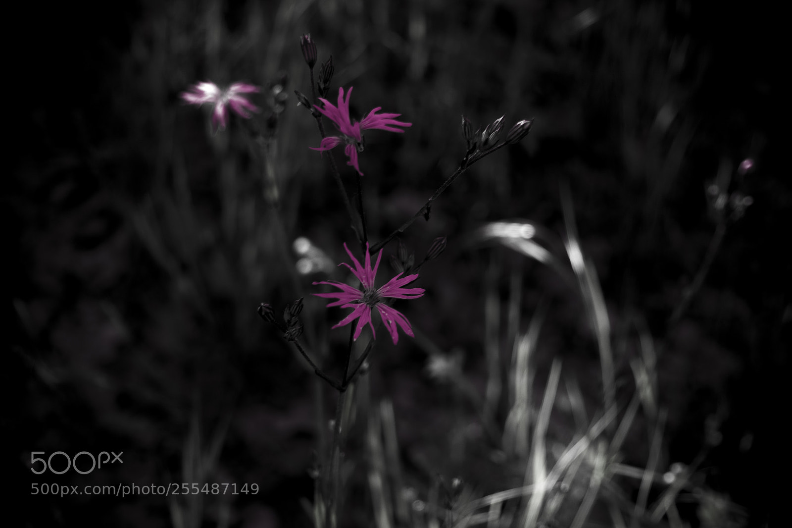 Sony Cyber-shot DSC-RX100 III sample photo. Pink flowers photography