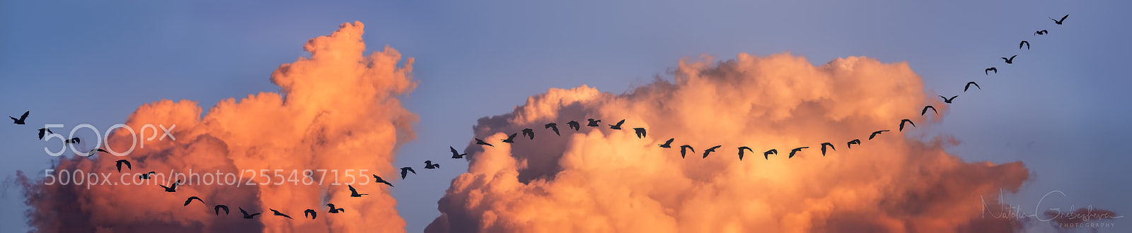 Sony a9 sample photo. Flying foxes photography
