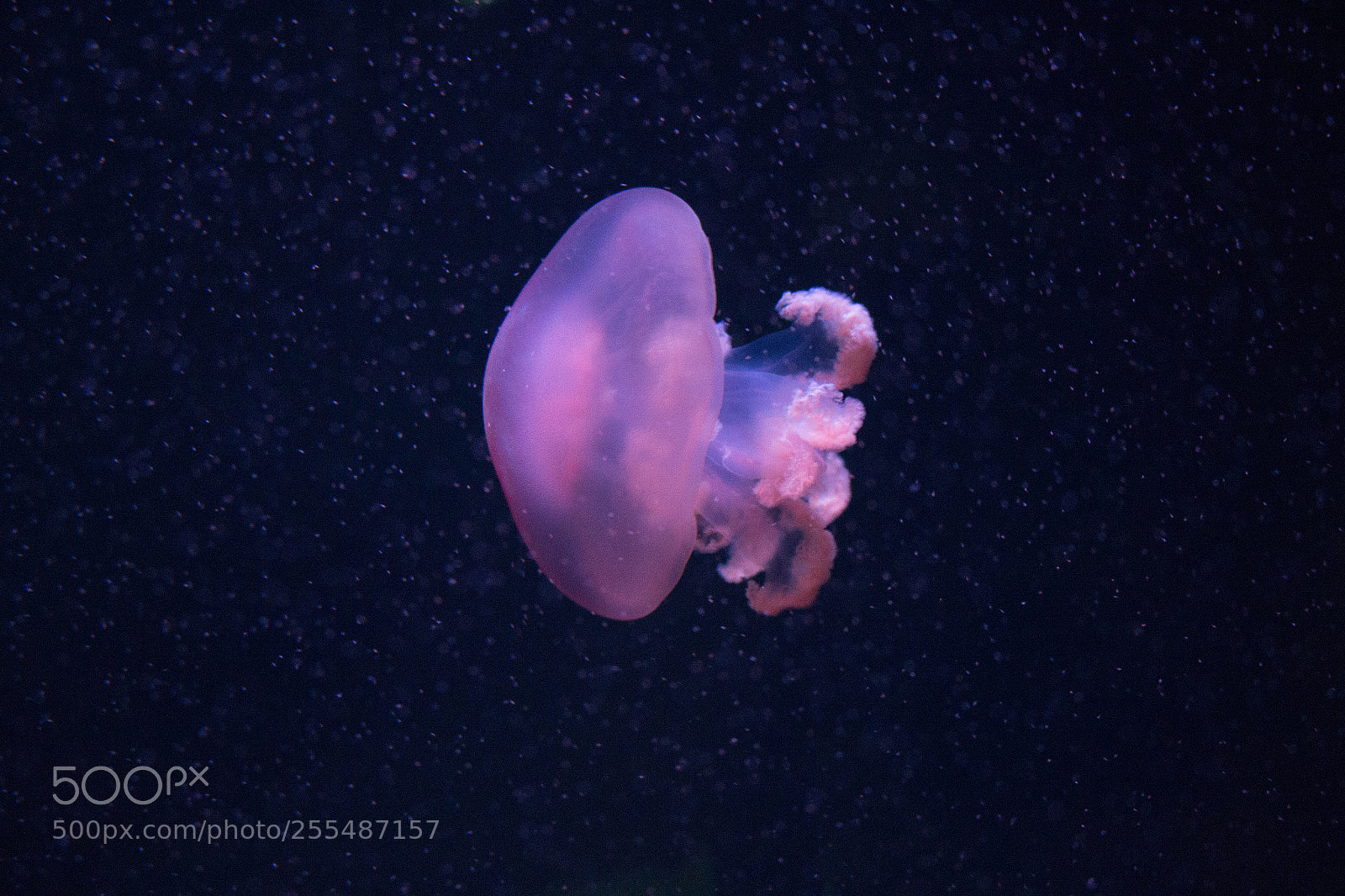 Canon EOS 100D (EOS Rebel SL1 / EOS Kiss X7) sample photo. Jellyfish photography