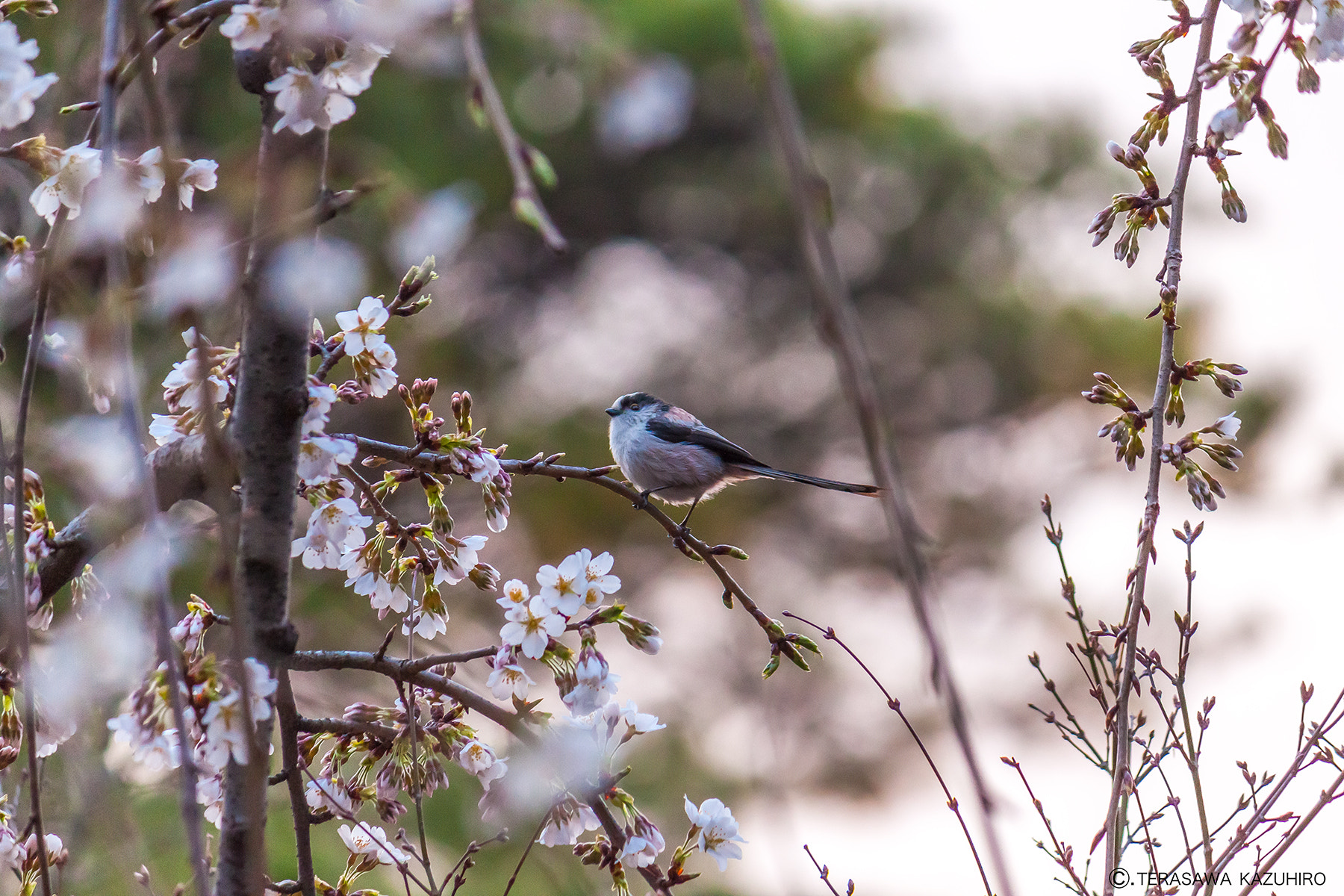 Canon EOS 500D (EOS Rebel T1i / EOS Kiss X3) sample photo. Long-tailed tit photography
