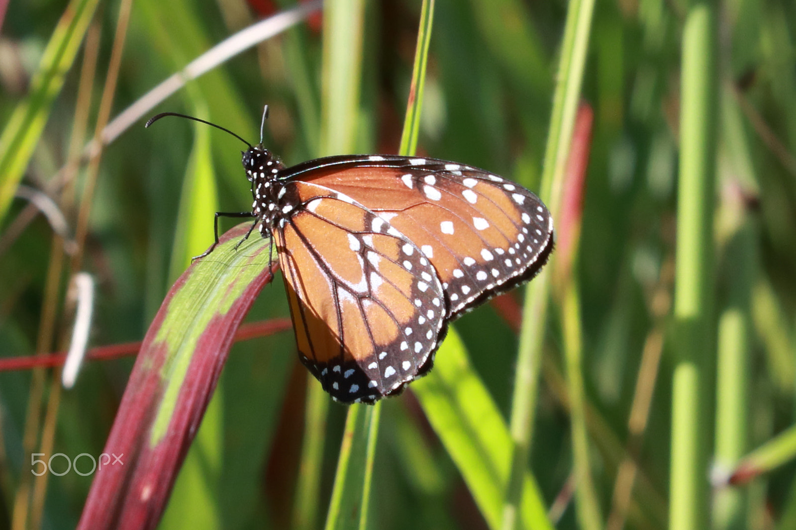 Canon EF-S 55-250mm F4-5.6 IS STM sample photo. Queen butterfly photography