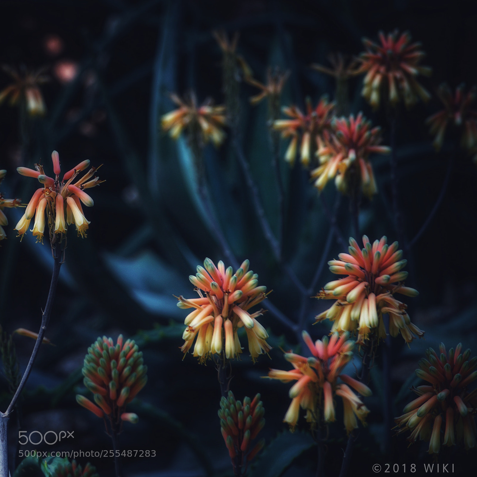 Sony a5100 sample photo. Aloe flower photography