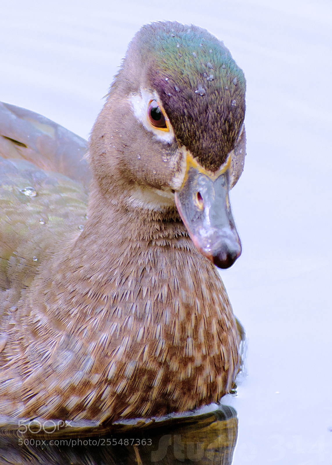 Nikon D7200 sample photo. Close up duck # 1 photography
