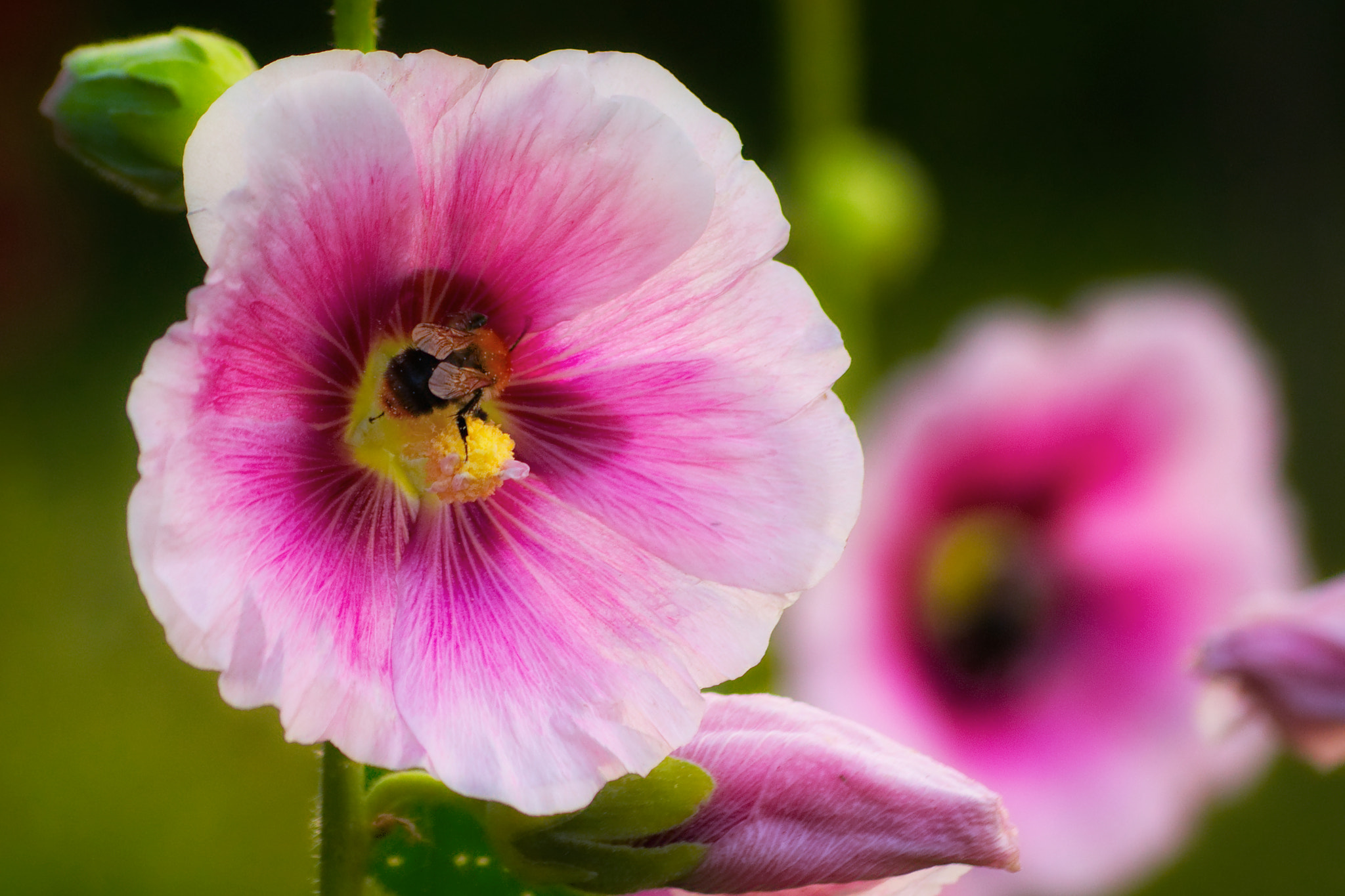 Sony Alpha DSLR-A450 sample photo. Flower and bee photography