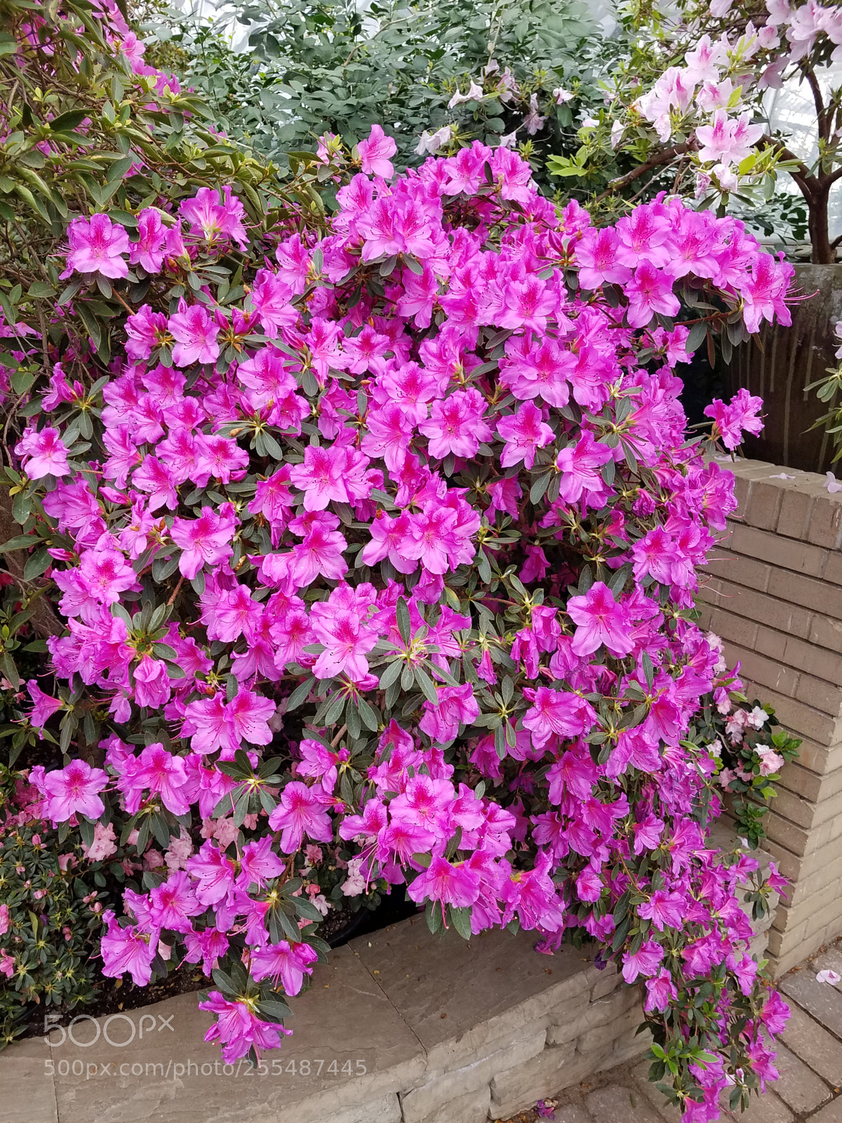 Samsung Galaxy S7 sample photo. Pink azaleas photography