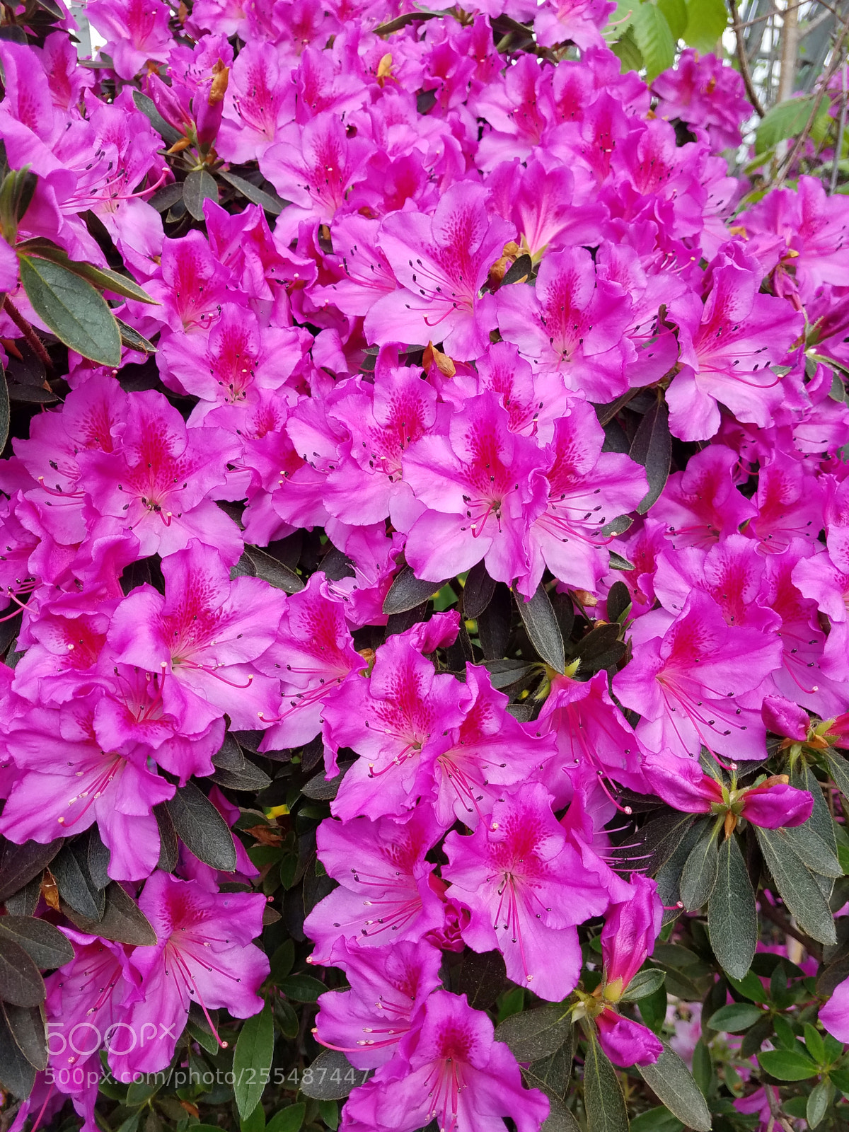 Samsung Galaxy S7 sample photo. Pink azaleas photography