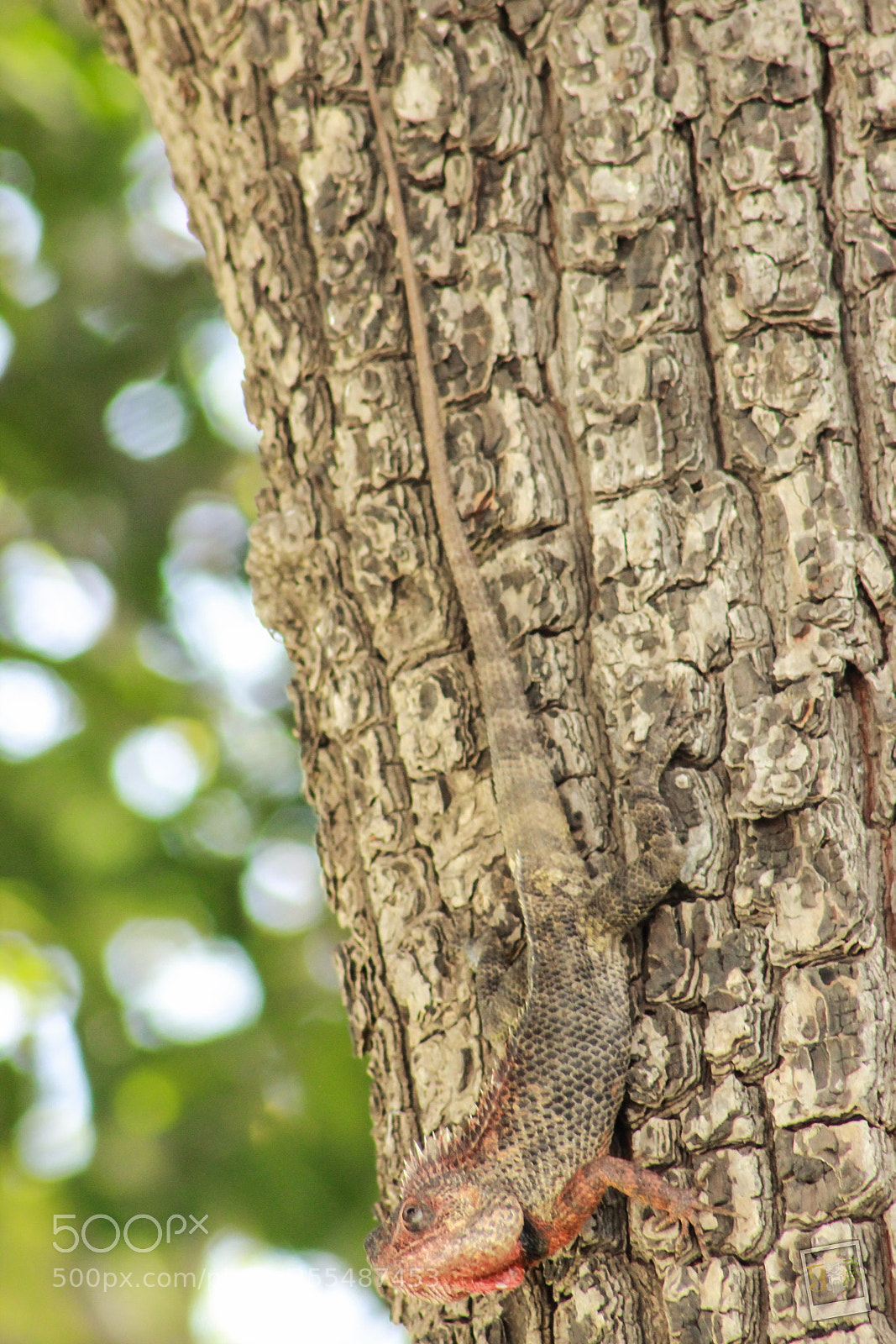 Canon EOS 600D (Rebel EOS T3i / EOS Kiss X5) sample photo. Camoufalge photography
