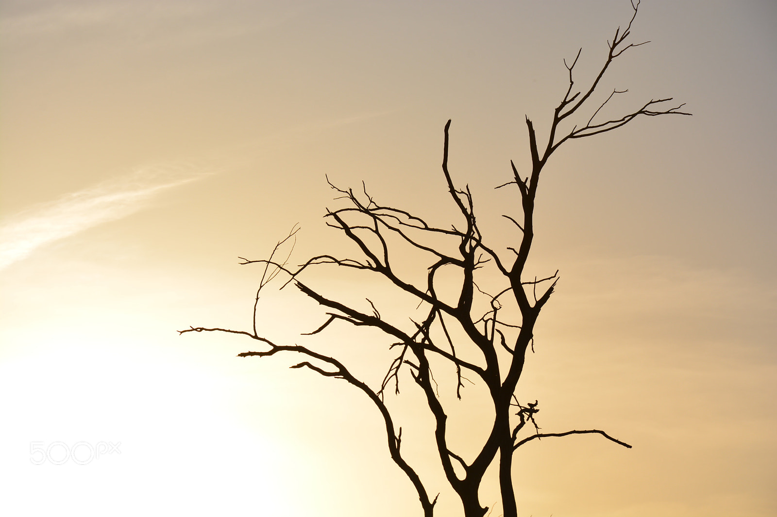 Nikon D7100 sample photo. Tree photography