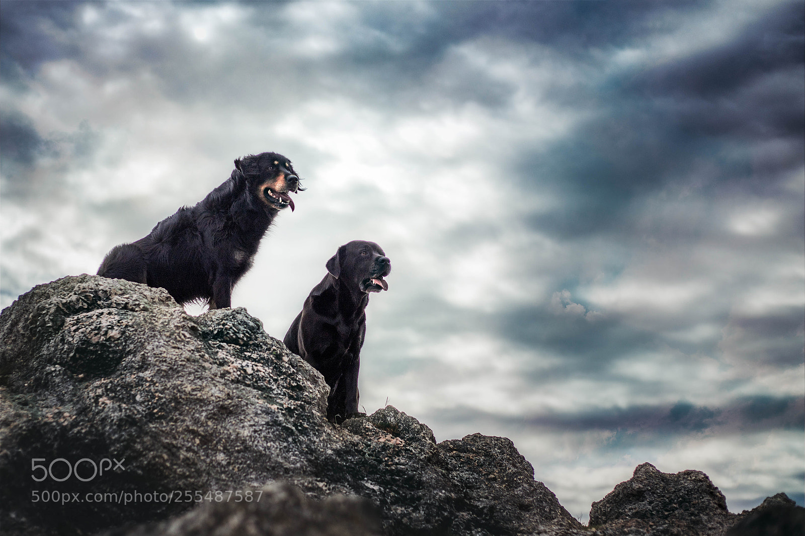 Canon EOS 6D Mark II sample photo. Dogs in hiking photography