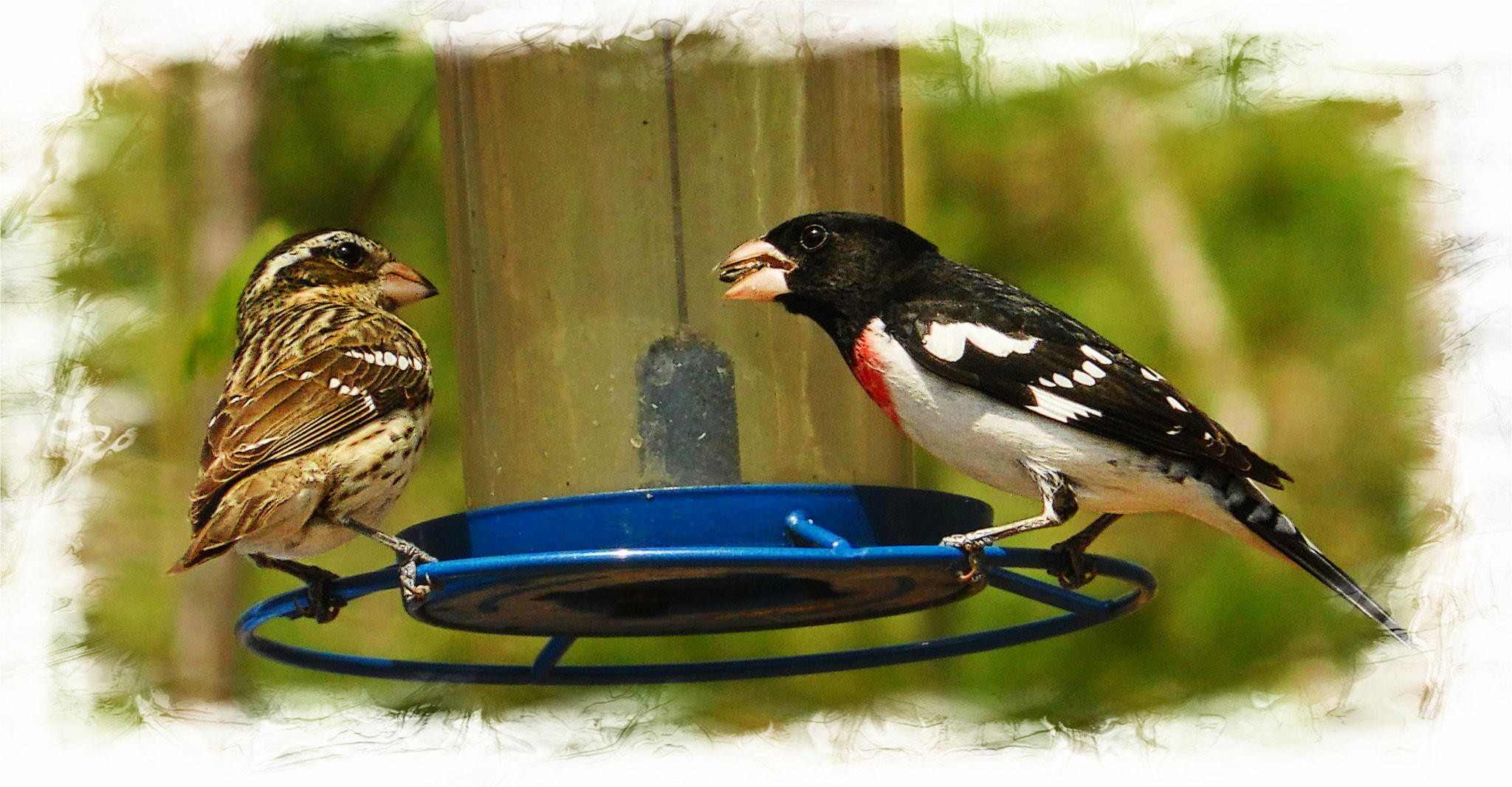 Samsung WB100/  WB101 sample photo. Female and male rose-breasted grosbeak photography