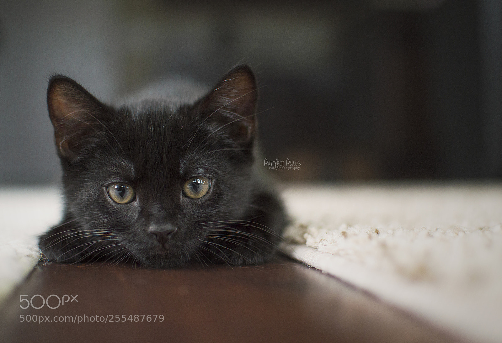 Nikon D3200 sample photo. Ready to pounce on photography