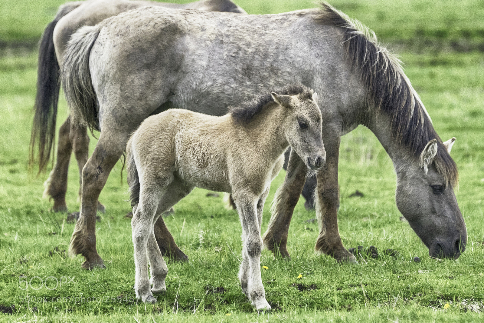 Sony a7 sample photo. Konikhorses photography