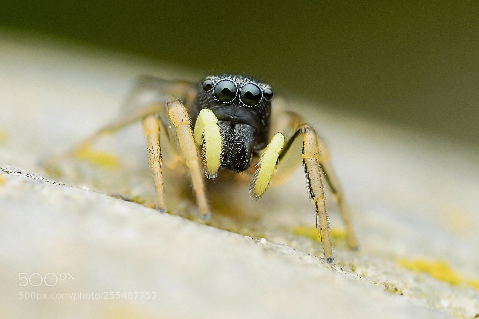 Nikon D3300 sample photo. Heliophanus sp.  male photography