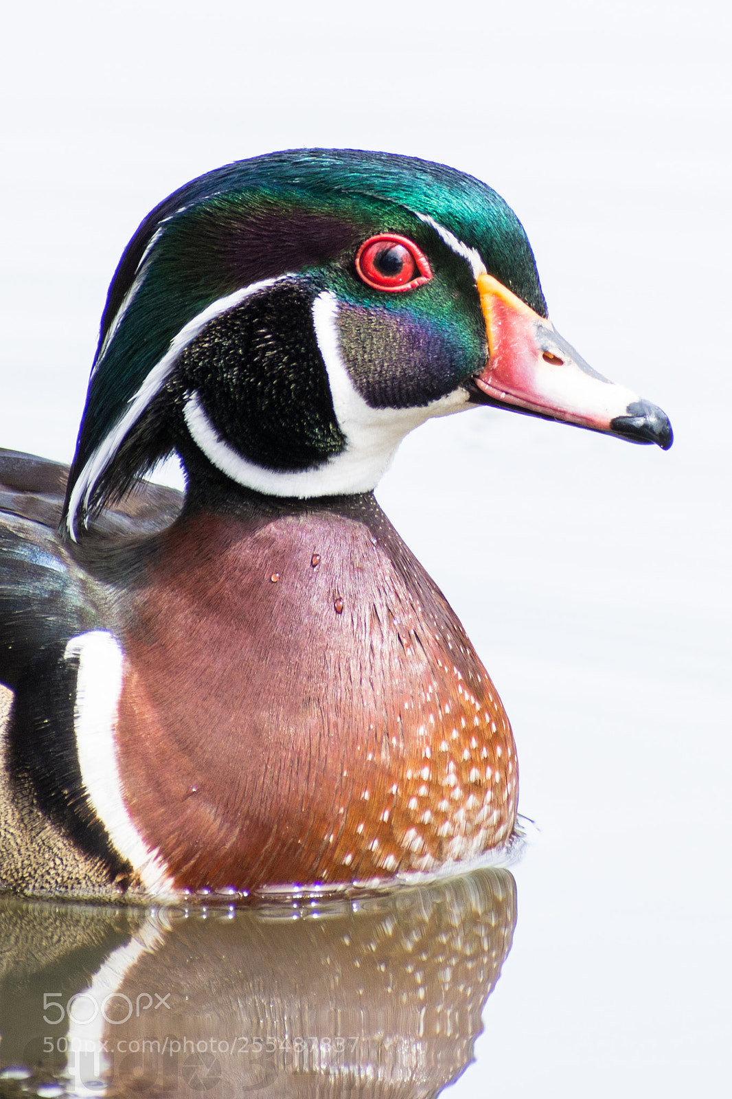 Nikon D7200 sample photo. Close up duck # 2 photography